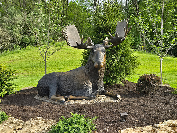 Half Life-sized Whitetail Bucks