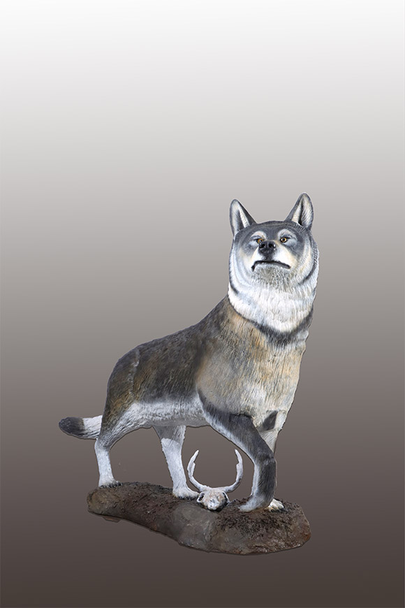 Life-sized Timber Wolf