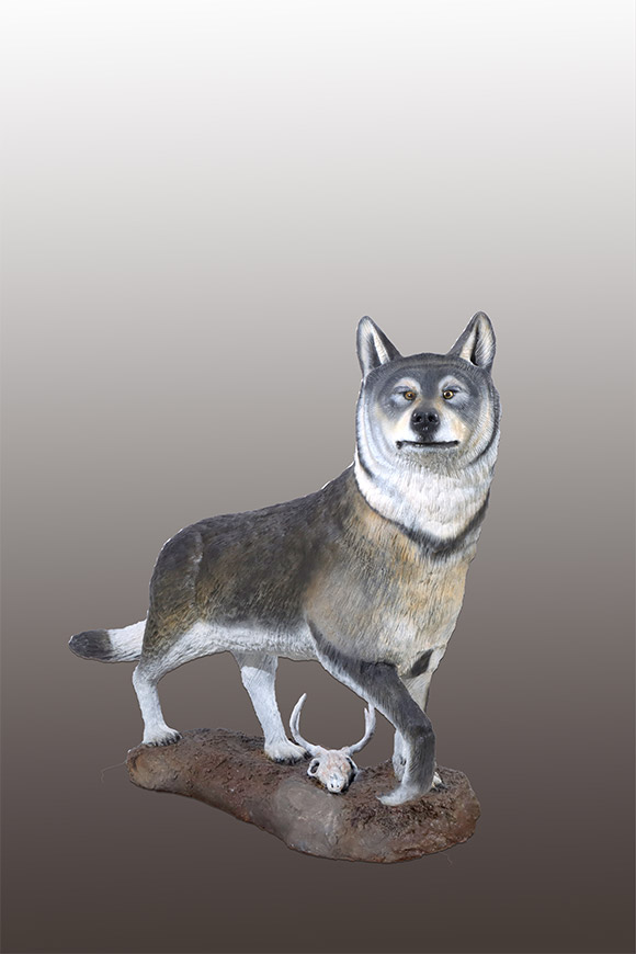 Life-sized Timber Wolf