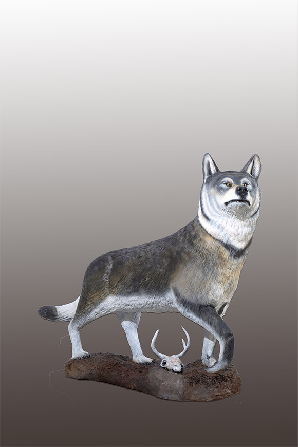 Life-sized Timber Wolf