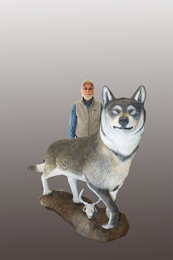 Life-sized Timber Wolf